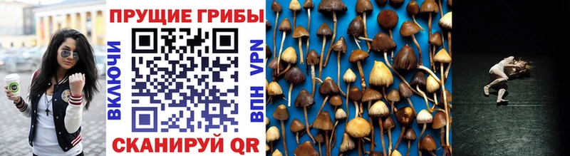 Галлюциногенные грибы Psilocybe  Купить  Орлов 